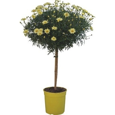 Margarétka kerovitá na kmienku Argyranthemum frutescens výška 65-75 cm kvetináč Ø 18 cm žltá