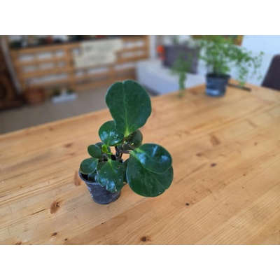 PlantBros flower Peperomia pixie