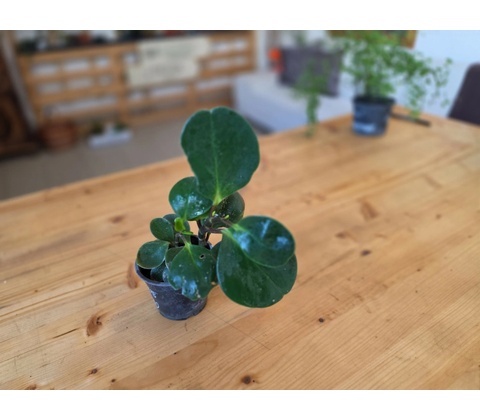 PlantBros flower Peperomia pixie