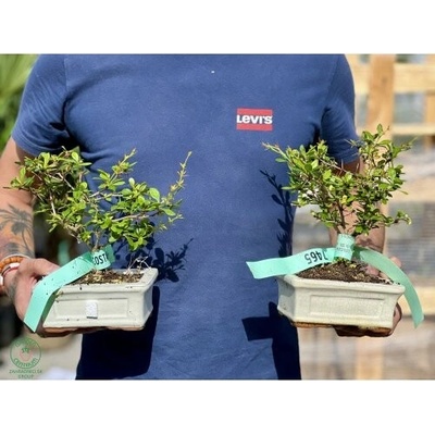 Dráč thunbergov (Berberis thunbergii) - výška 20-30cm, BONSAJ MISA