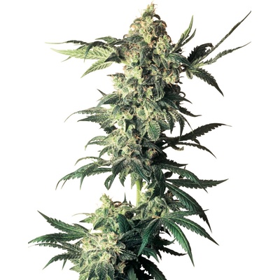 Sensi Seeds Northern Lights regular semienka neobsahujú THC 10 ks