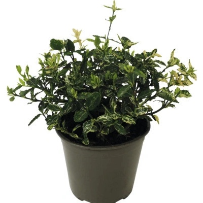 Brslen Fortunův bíle panašovaný FloraSelf Euonymus fortunei 'Harlequin' květináč Ø 13 cm