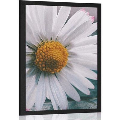 Plakát nádherná sedmikráska - 20x30 black