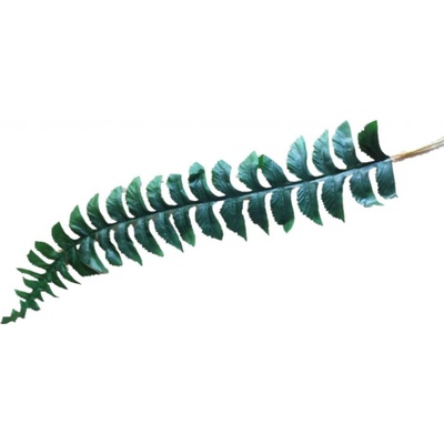 Papraď list - dl. 55 cm