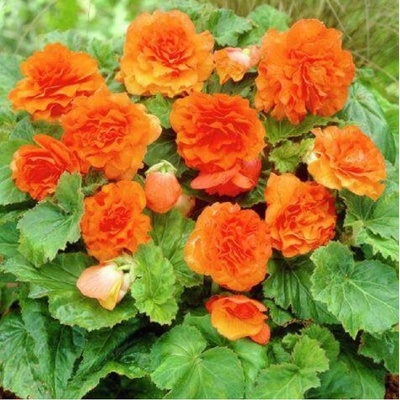 Begónie Nonstop F1 Orange - Begonia tuberhybrida - osivo begónie - 20 ks