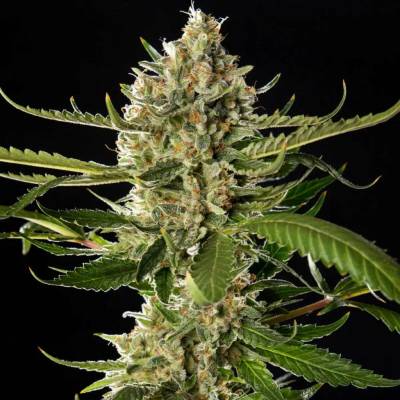 Philosopher Seeds Lemon OG Candy semena neobsahují THC 3 ks
