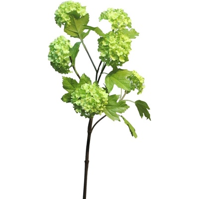 Kalina obecná - Viburnum 'Roseum' x6, zelená 60cm