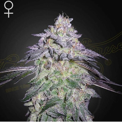 GREEN HOUSE SEEDS Nori Cake semena neobsahují THC 1 ks