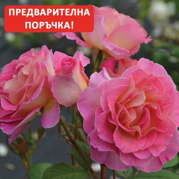 Delbard® Роза Pink Paradise®