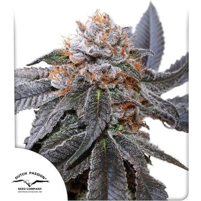Dutch Passion Blue Zushi semena neobsahují THC 10 ks