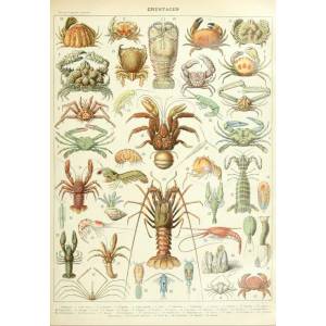 Grafika Art Puzzle - Puzzle Illustration from Larousse : Crustaceans - 1 000 piese