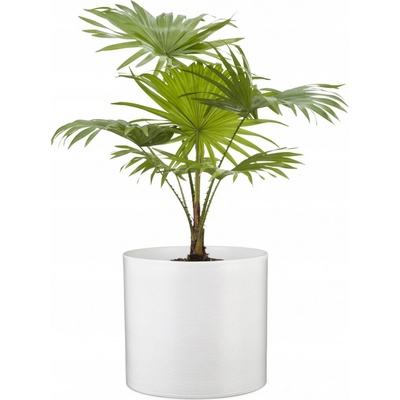 Scheurich květináč 828 Panna 16 cm bílý – Hledejceny.cz