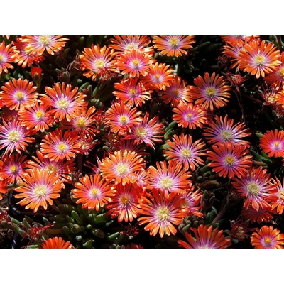 Poludňovka Jewel of Desert Sunstone - Delosperma, kont. 0,5 l