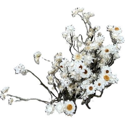Ammobium alatum