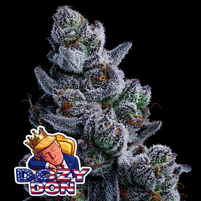 Dozy Don Anesia Seeds semena neobsahují THC 3 ks