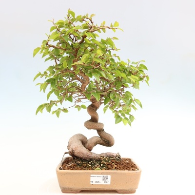 e-bonsai Venkovní bonsai -Carpinus coreana - Habr korejský