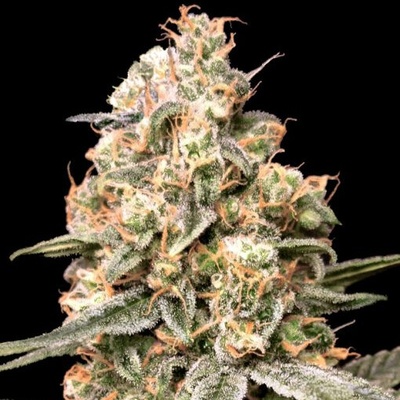 Advanced Seeds Auto Apple Fritter semienka neobsahujú THC 1 ks