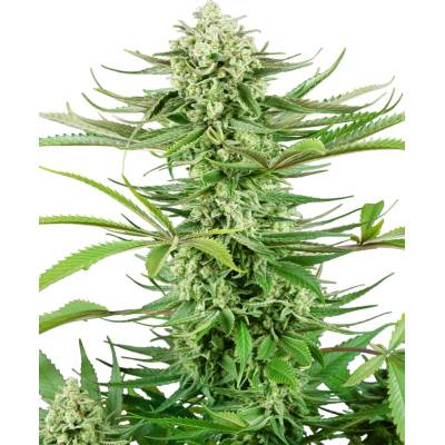 Sensi Seeds Cashew Kush Research semienka neobsahujú THC 10 ks