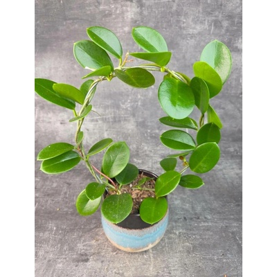 Hoya Australis zelená na kruhu 12 cm (Voskovka do polostínu)