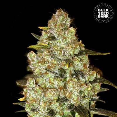 Bulk Seed Bank Psychedelic semena neobsahují THC 10 ks