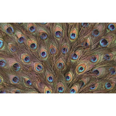 ForWall Fototapeta Pávie perie vlies 312 x 219 cm