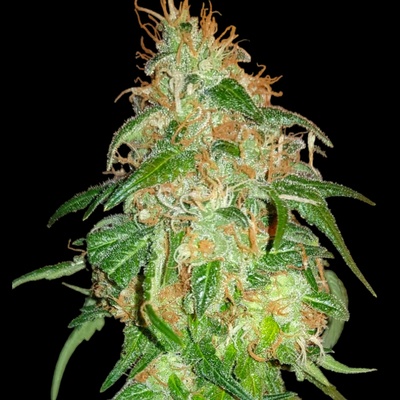 B-S-B Genetics Gelato #45 semienka neobsahujú THC 1 ks