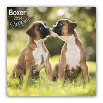 Boxer Puppies Boxer Welpen 16-Monats 2024