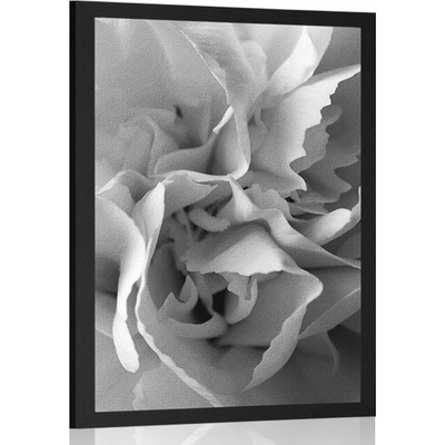 Plakát lupínky karafiátu v černobílém provedení - 40x60 no frame