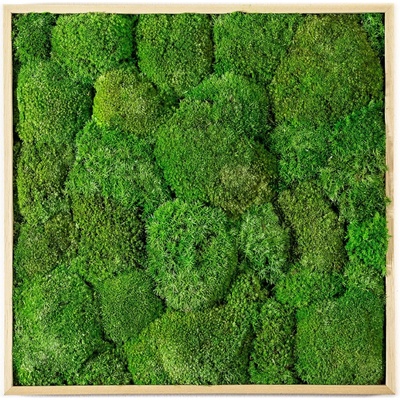 Gardners Mechový obraz 35x35 cm z kopečkového mechu, přírodní