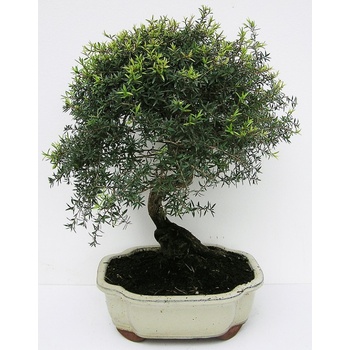 bonsai - pacifick myrta (leptospermum scoparium)139-M - Heureka.cz