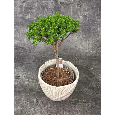 Crassula Tetragona v. Connivens bonsai jemné listy