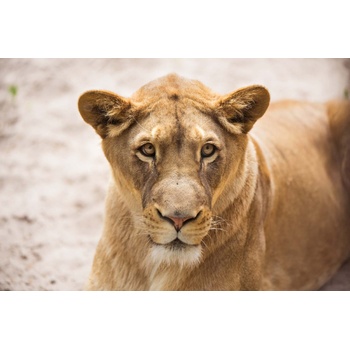 DIMEX ART s. r. o Флизелинов фототапет лъвица 375 x 250 см