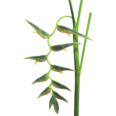 helekónie - Heliconia ecosia zelená V85 cm