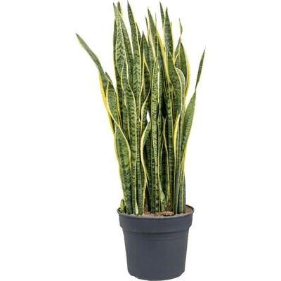 Sansevieria trifasciata Laurentii 38x140 cm
