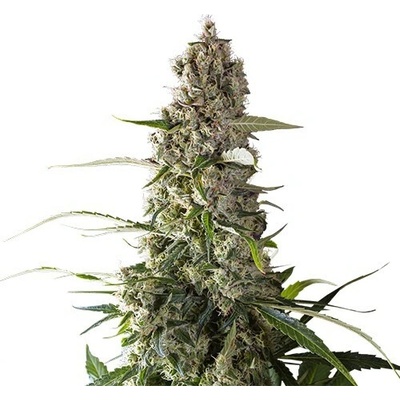 Super Sativa Seed Club Prima Holandica regular semena neobsahují THC 12 ks
