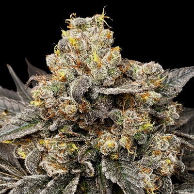 00 Seeds Bank Biscotti Zkittlez semienka neobsahujú THC 3 ks