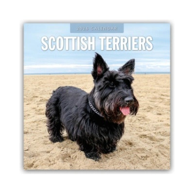 Scottish Terrier Scotchterrier 16-Monats 2026