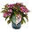 Black Diamond® Dark Angel Purple Teiller - Black Diamonds® Хортензия Macrophylla