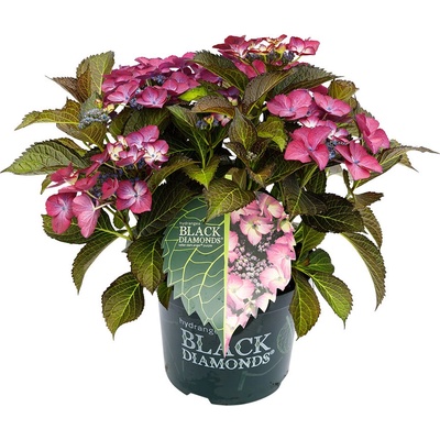 Black Diamond® Dark Angel Purple Teiller - Black Diamonds® Хортензия Macrophylla