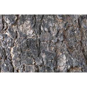 DIMEX ART Флизелинов фототапет детайли за текстура на дърво 375 x 250 см