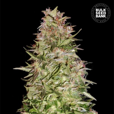 Bulk Seed Bank Auto White Prussian semienka neobsahujú THC 100 ks