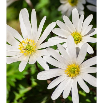Sasanka vábna White Splendour - Anemone blanda - predaj cibuľovín - 3 ks