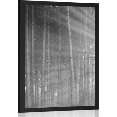Plakát slunce za stromy v černobílém provedení - 60x90 no frame