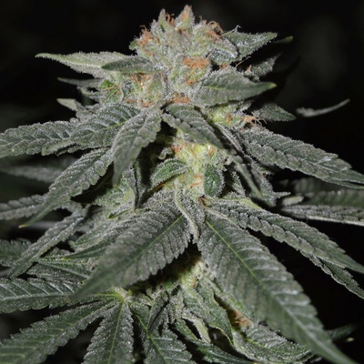 Cream Of The Crop Lemon Venom semena neobsahují THC 5 ks