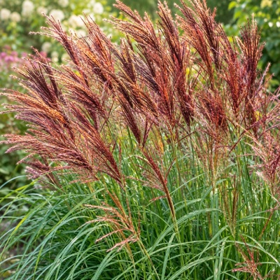 Ozdobnice čínská 'Red Chief'
