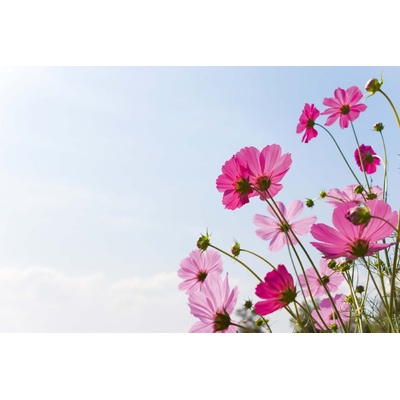 DIMEX ART Флизелинов фототапет цъфтящо розово поле 375 x 250 см