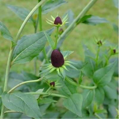Třapatka západní - Rudbeckia occidentalis - osivo třapatky - 30 ks