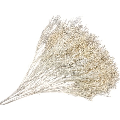 Sušené kvety Broom Bloom kytica 100g - bielené krémové