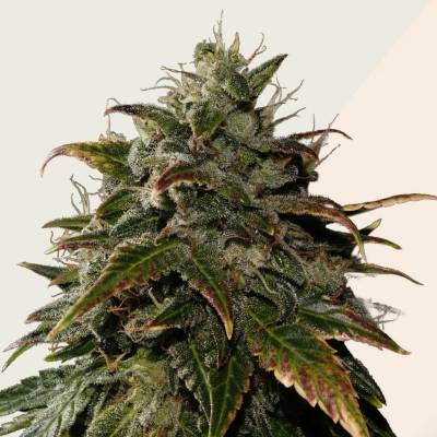 Kera Seeds Burmese Kush semena neobsahují THC 5 ks