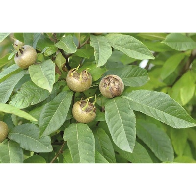 Mišpuľa pravá BIO FloraSelf Bio Mespilus germanica 'Westerveld' výška kmeňa 35-40 cm celková výška 80-90 cm kvetináč 5 l samosprašná